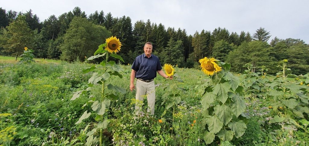 Blumenwiese