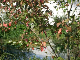 Pfaffenhütchen im Klostergarten